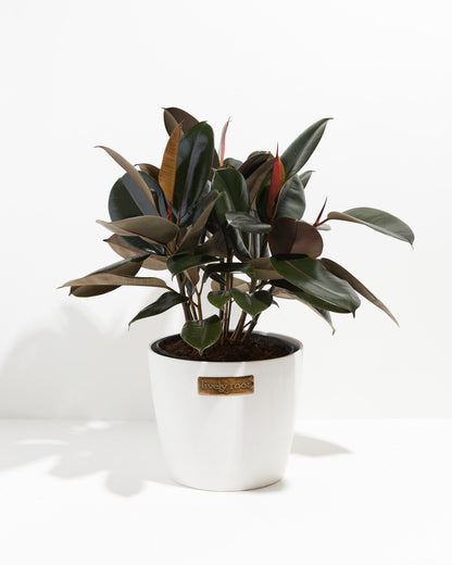 Ficus Elastica - Burgundy Rubber Tree