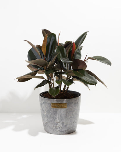 Ficus Elastica - Burgundy Rubber Tree