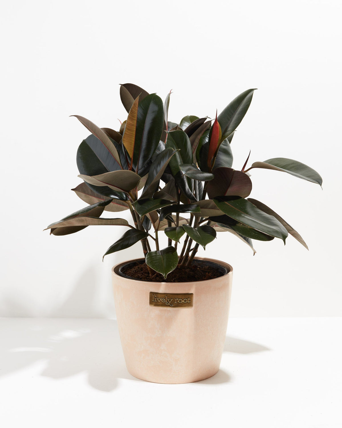 Ficus Elastica - Burgundy Rubber Tree