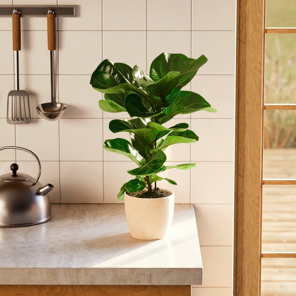 Fiddle Leaf Fig Tree (Ficus lyrata)