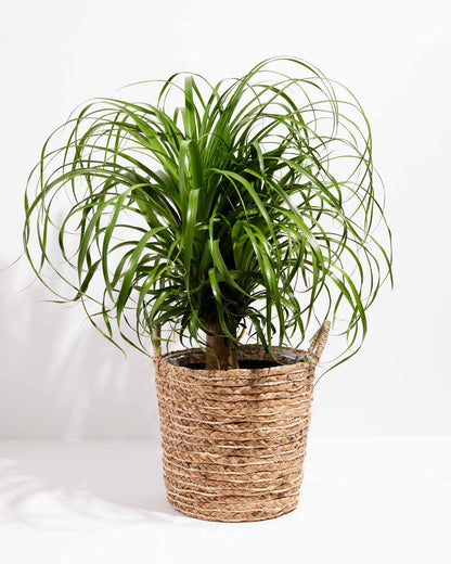 Ponytail Palm Tree