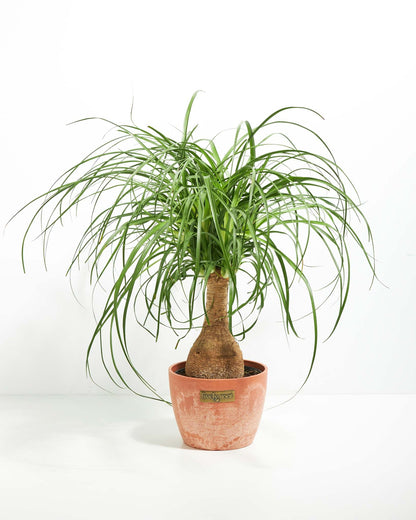 Ponytail Palm Tree