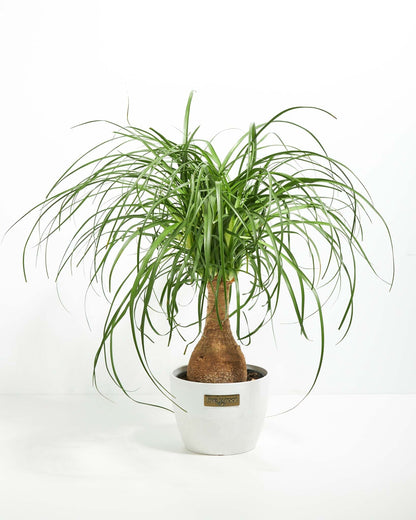 Ponytail Palm Tree