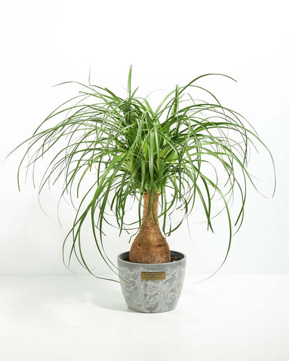 Ponytail Palm Tree