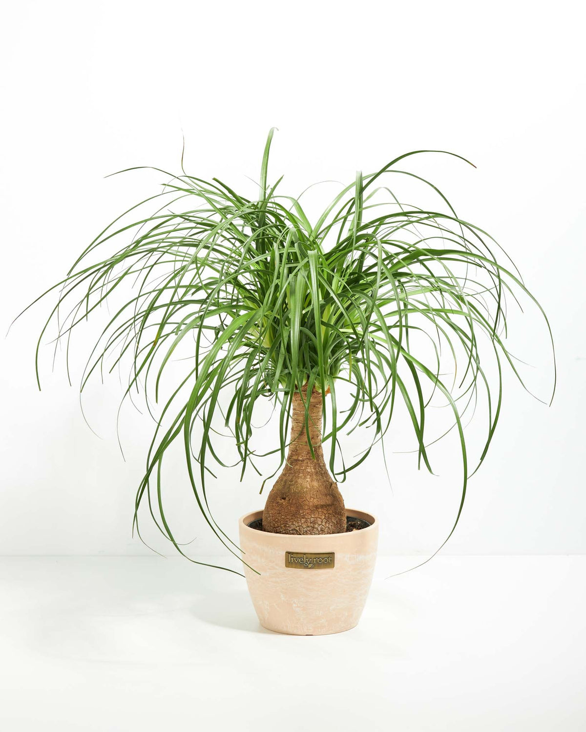 Ponytail Palm Tree