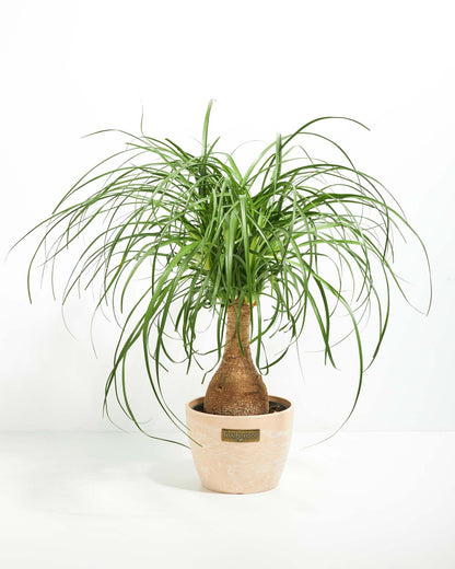 Ponytail Palm Tree