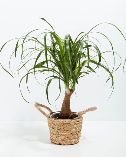 Ponytail Palm Tree