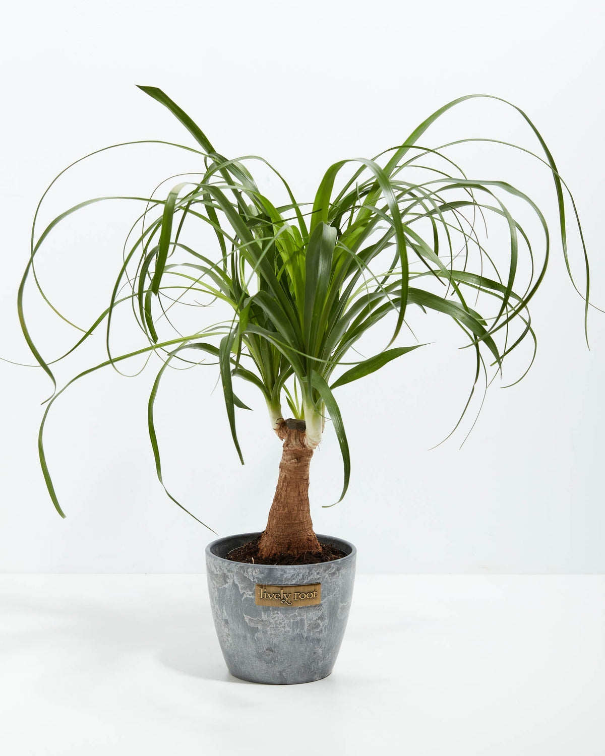 Ponytail Palm Tree