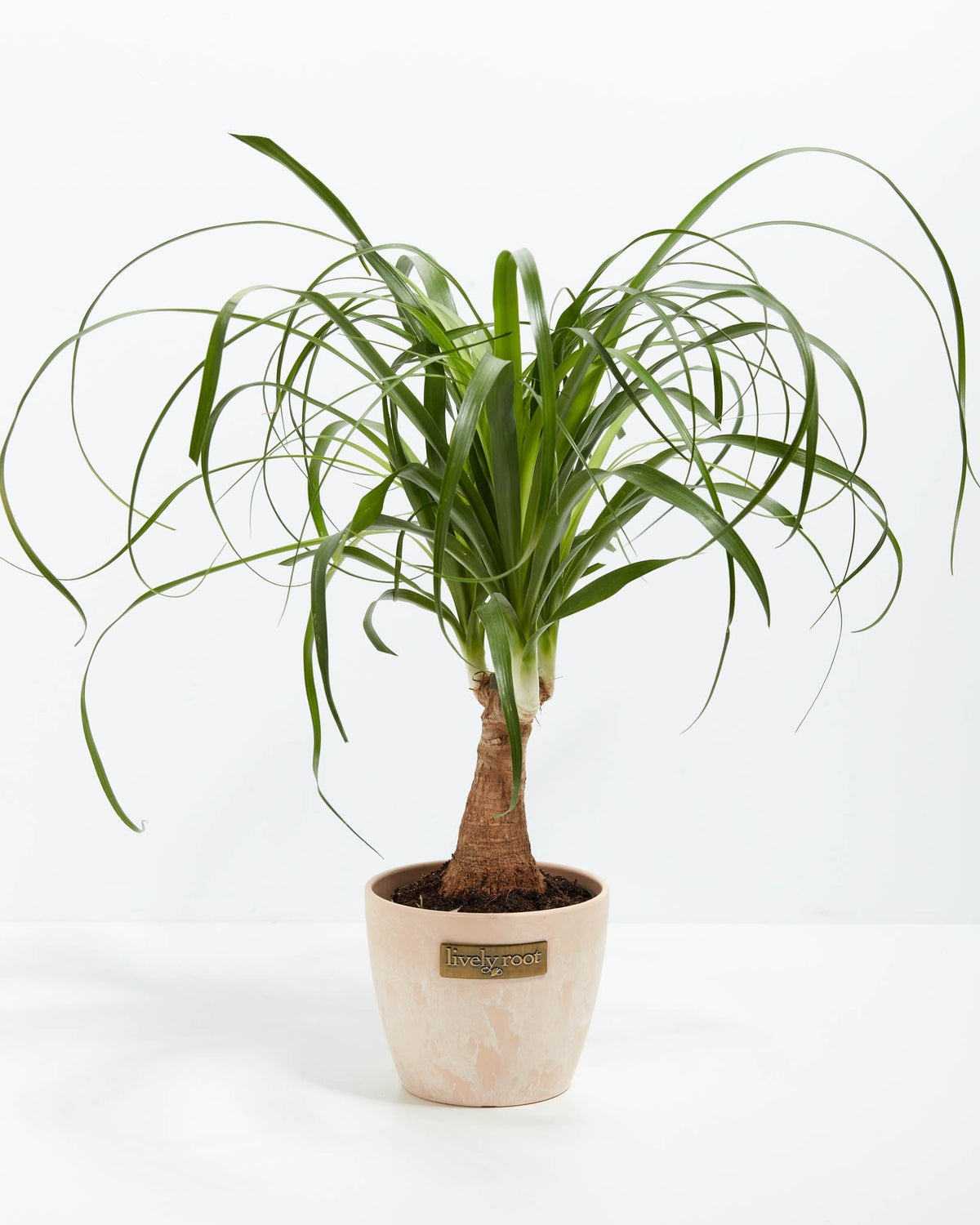 Ponytail Palm Tree