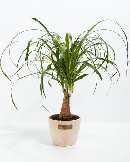 Ponytail Palm Tree