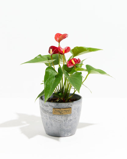 Flamingo Flower