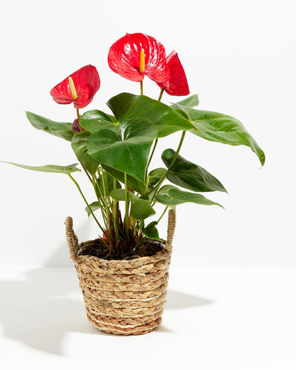 Flamingo Flower