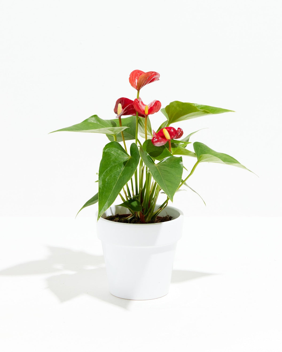 Flamingo Flower