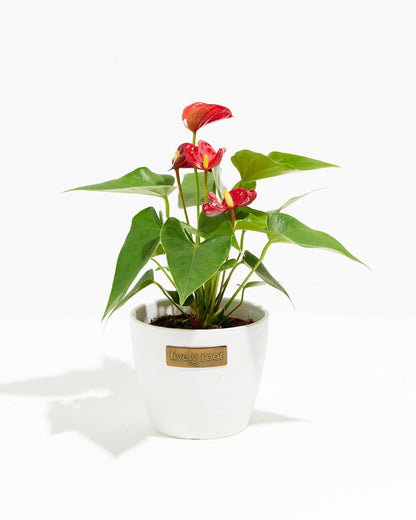 Flamingo Flower
