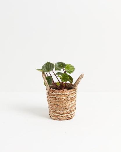 Watermelon Peperomia