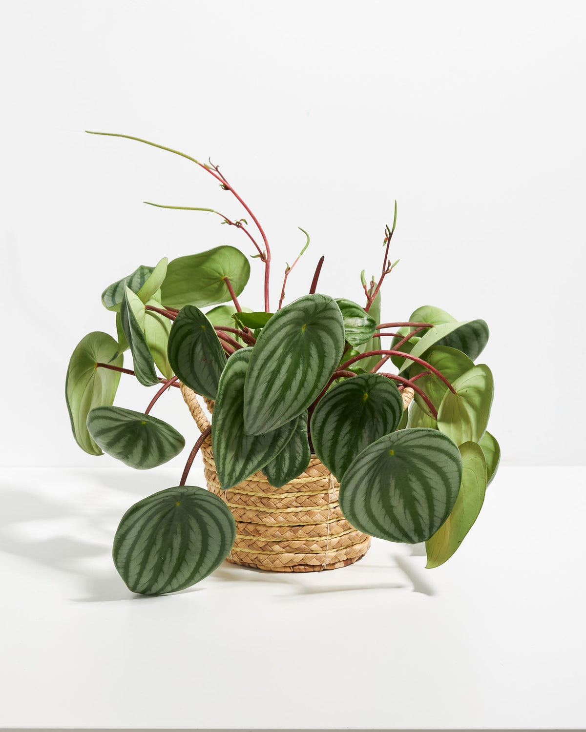 Watermelon Peperomia