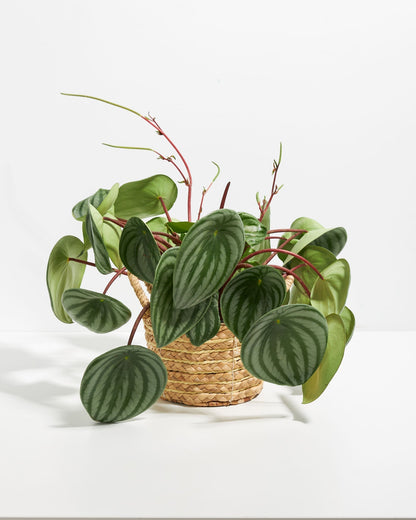 Watermelon Peperomia