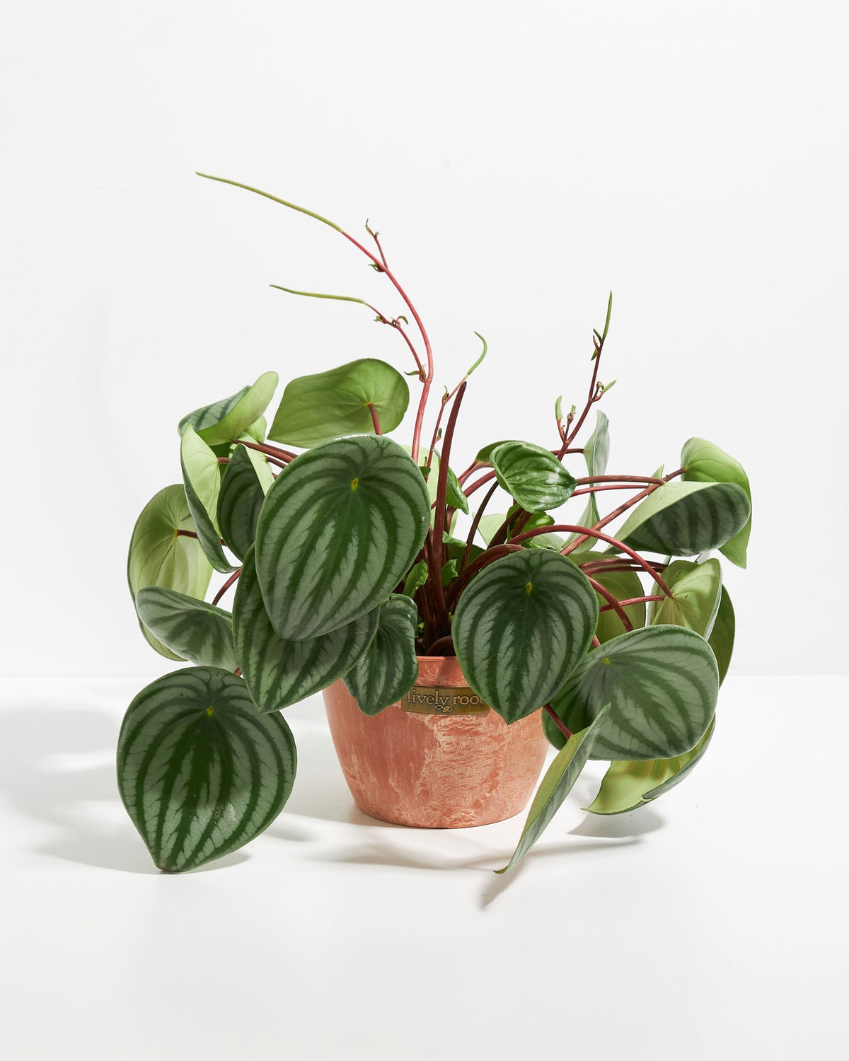 Watermelon Peperomia