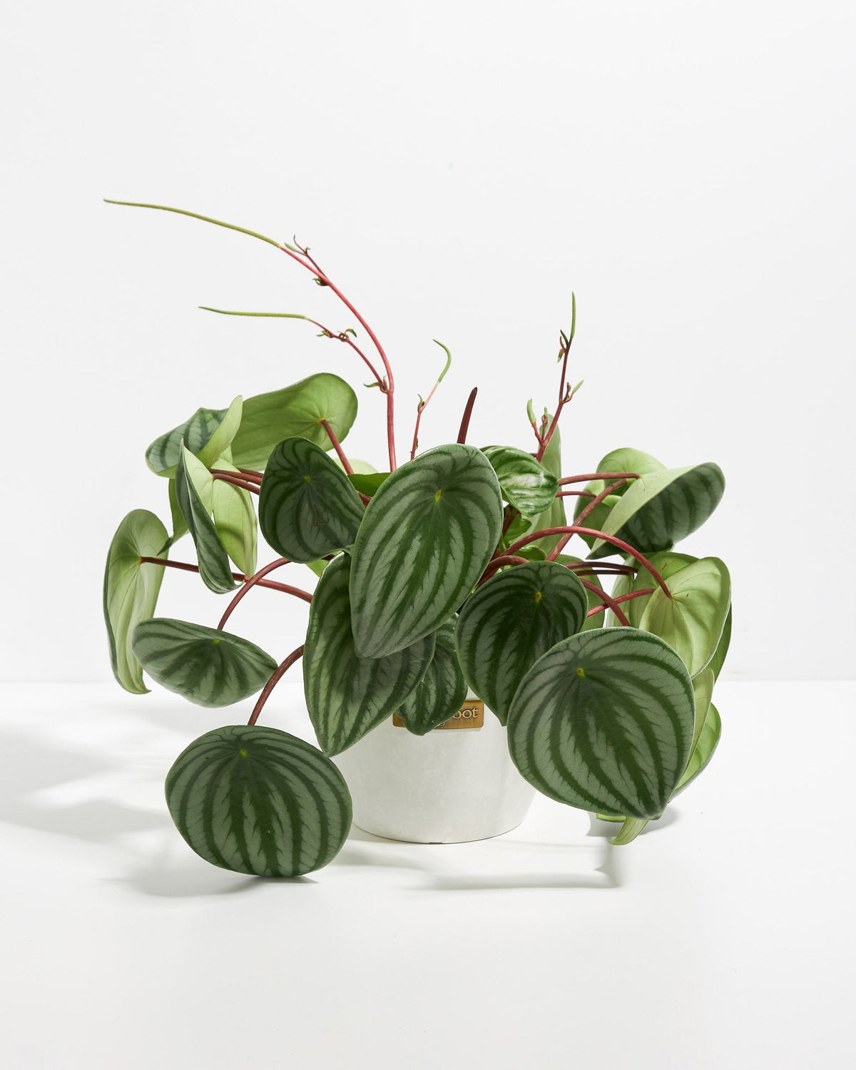 Watermelon Peperomia