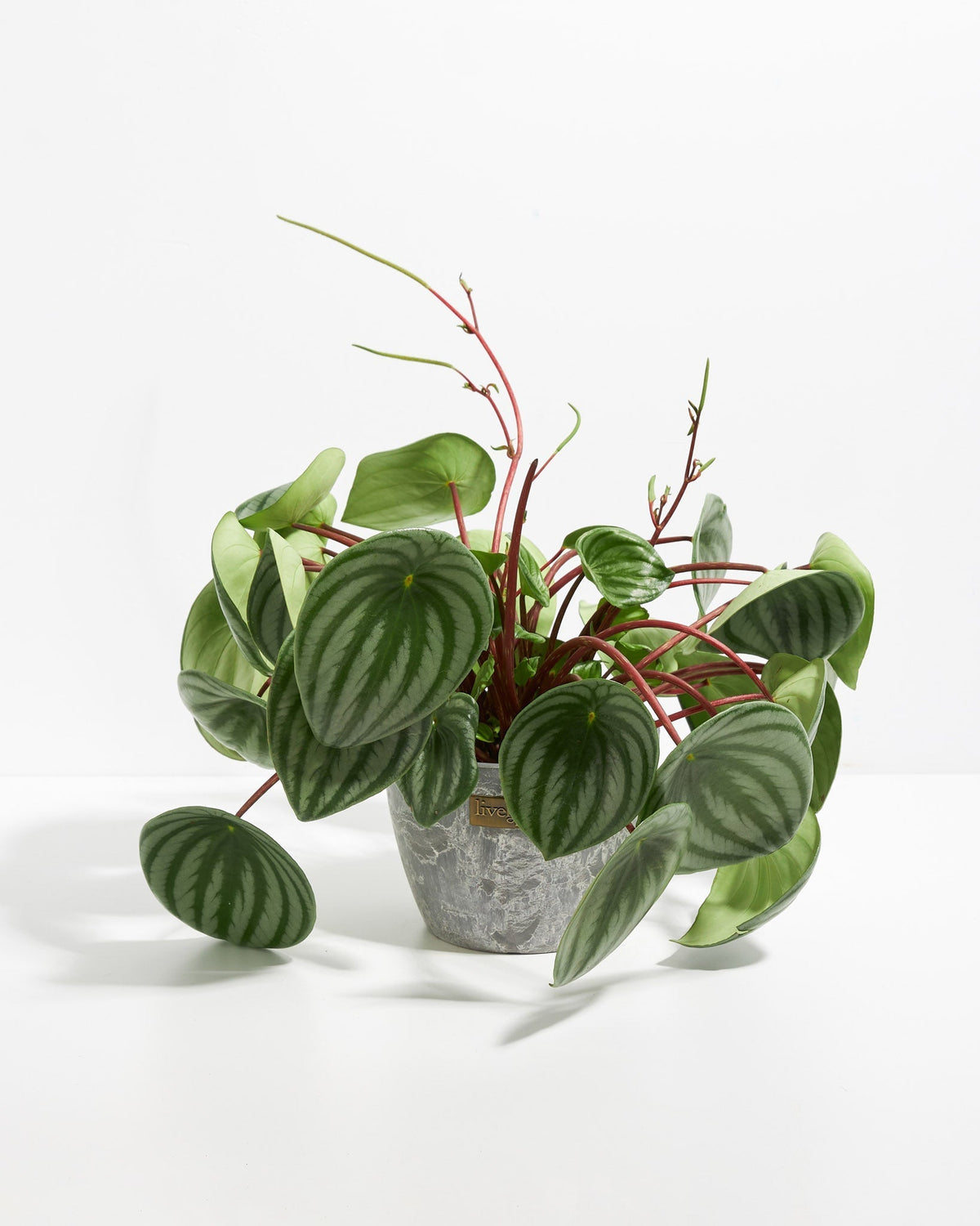 Watermelon Peperomia