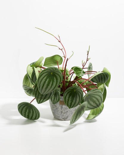 Watermelon Peperomia