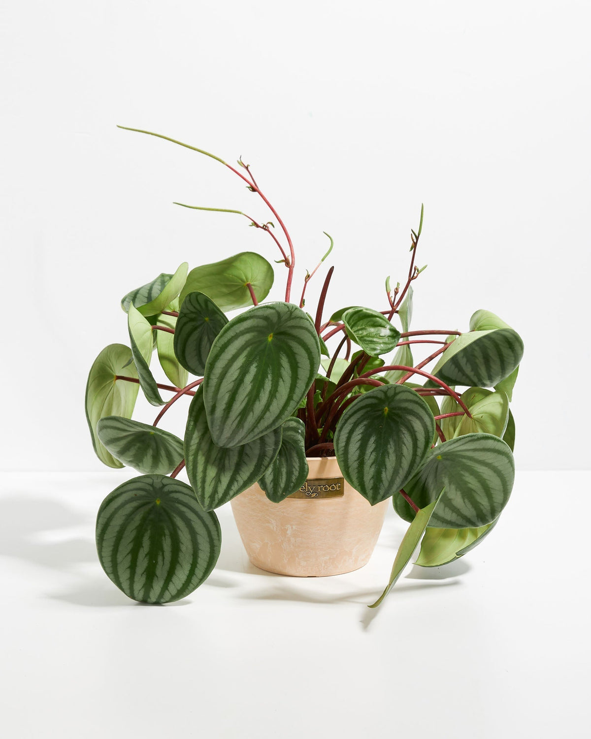 Watermelon Peperomia
