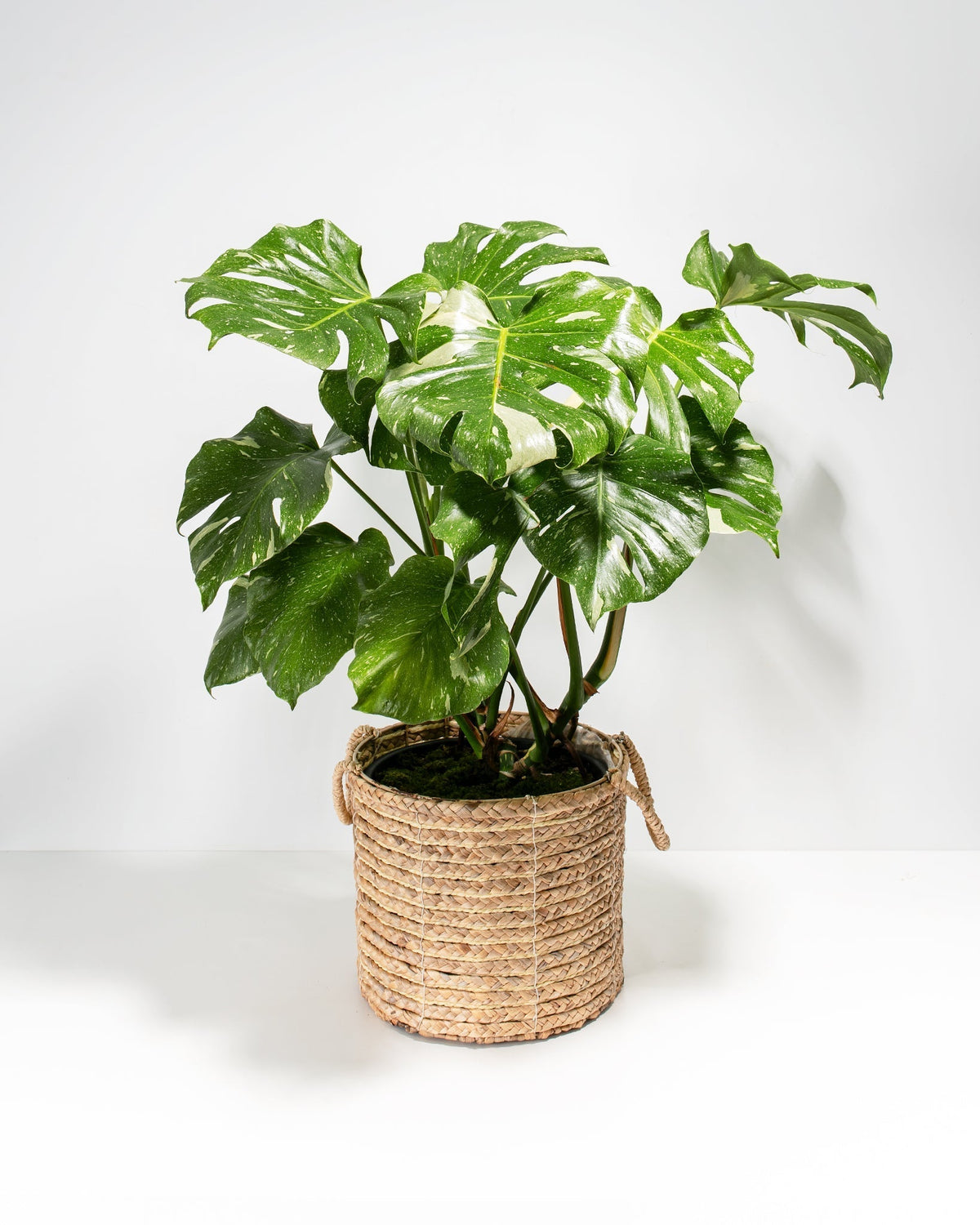 Monstera Thai Constellation