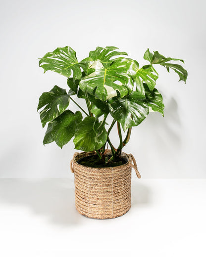 Monstera Thai Constellation