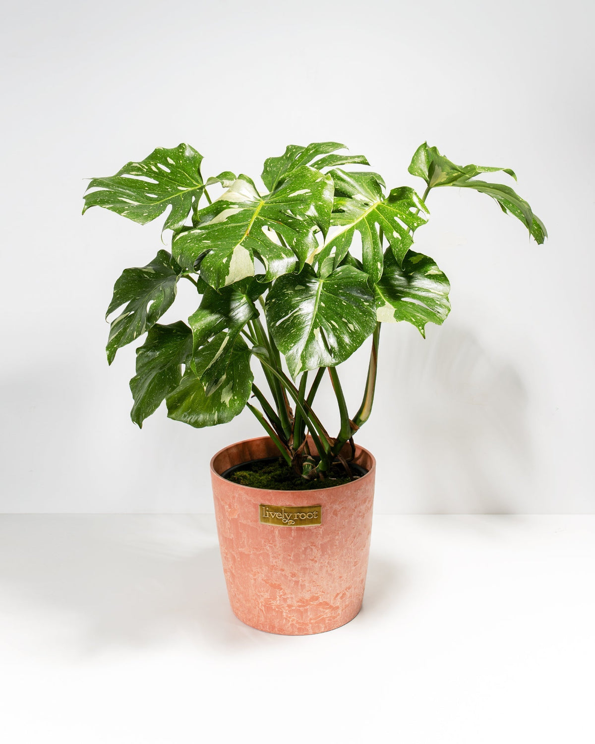 Monstera Thai Constellation