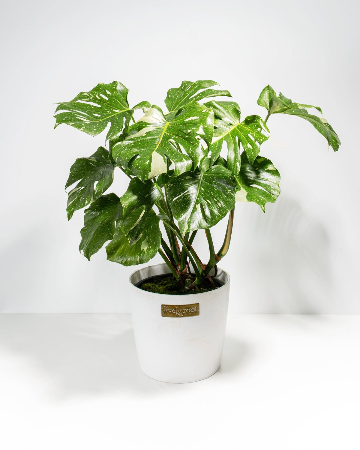 Monstera Thai Constellation