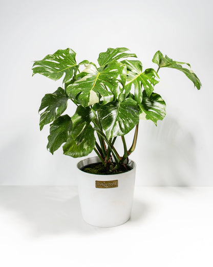 Monstera Thai Constellation