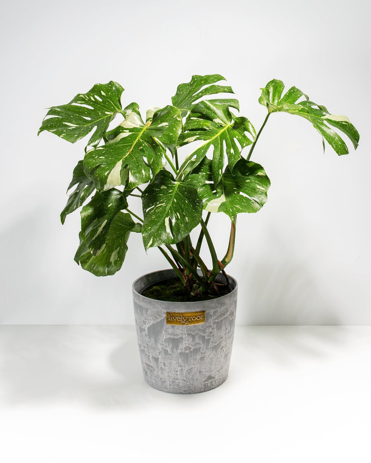 Monstera Thai Constellation