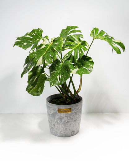 Monstera Thai Constellation