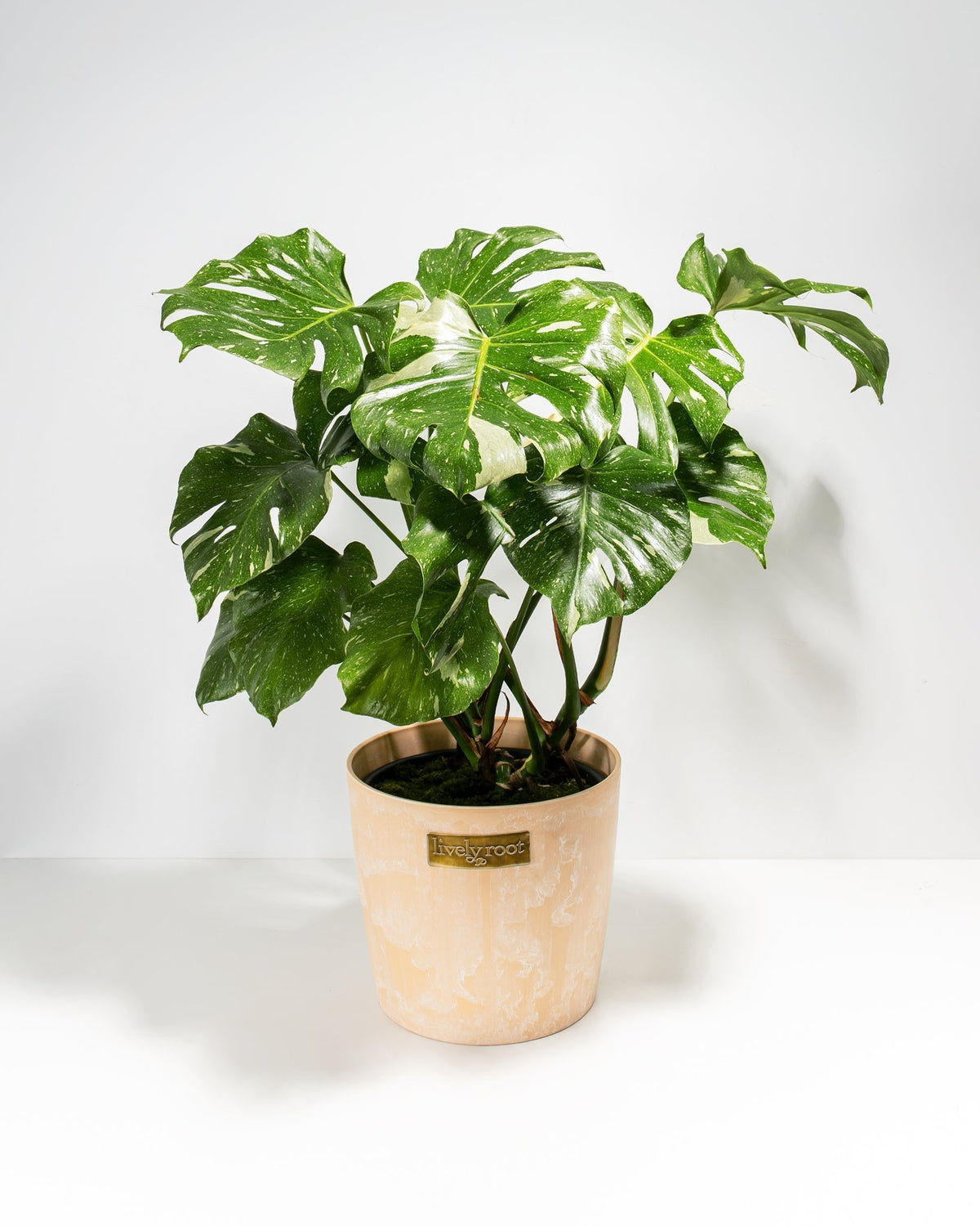 Monstera Thai Constellation