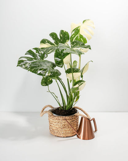 Monstera Thai Constellation