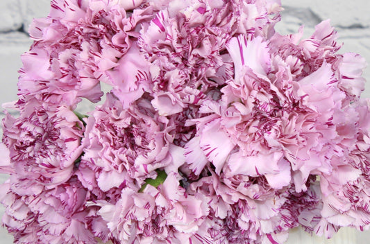 Fresh & Natural Carnations - Purple Bicolor