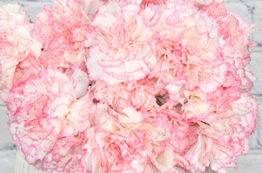 Fresh & Natural Carnations - White Pink Bicolor