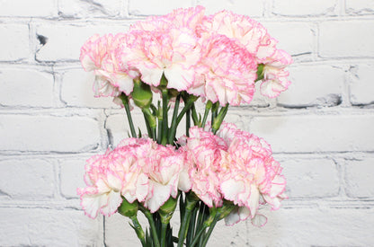 Fresh & Natural Carnations - White Pink Bicolor