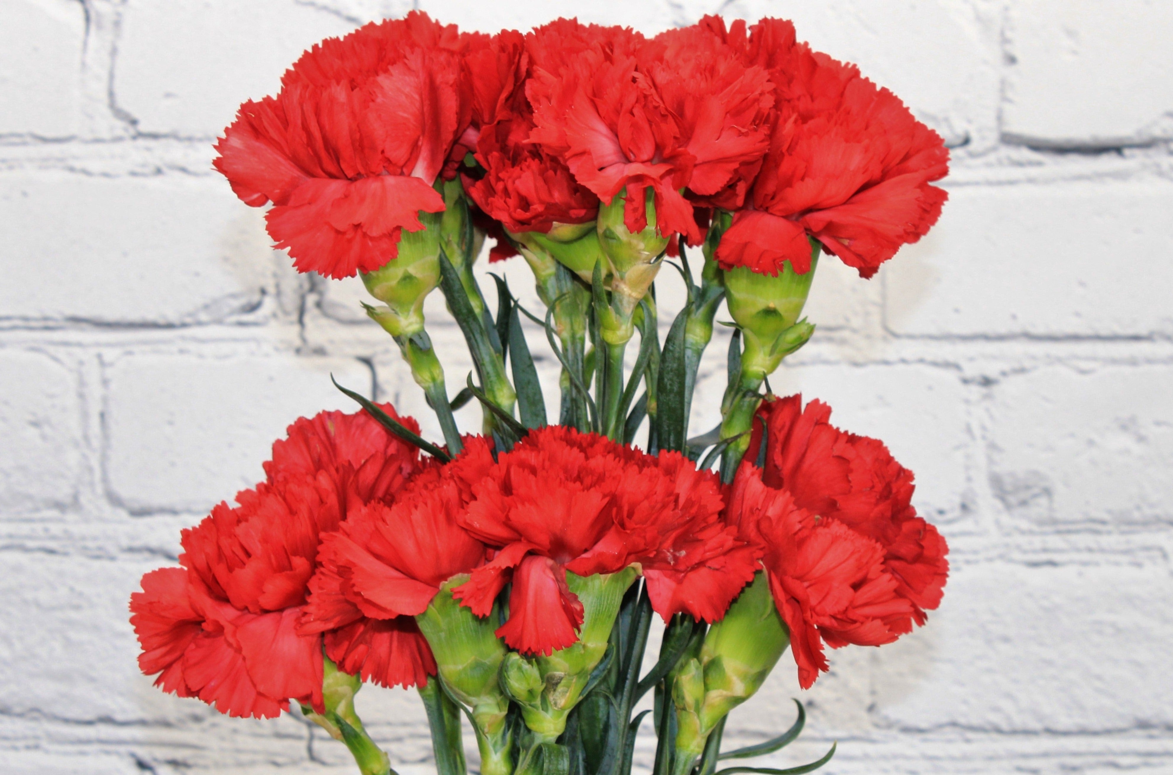 Carnation Red Color Fresh & Natural Carnations - Red – Therese Flowers