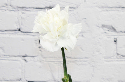 Fresh & Natural Carnations - White