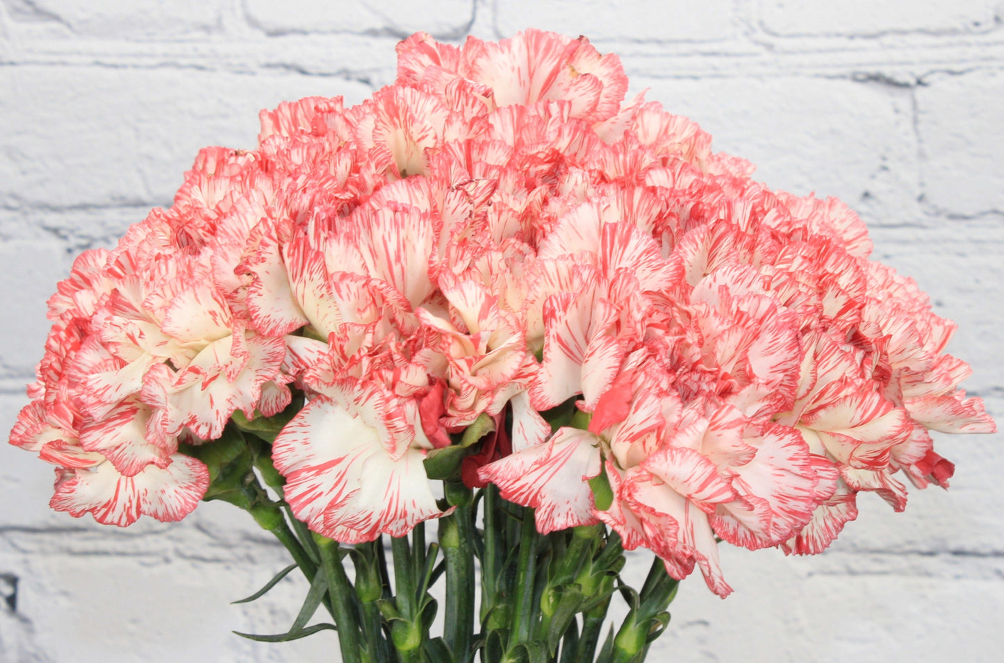 Fresh & Natural Carnations - White Red Bicolor