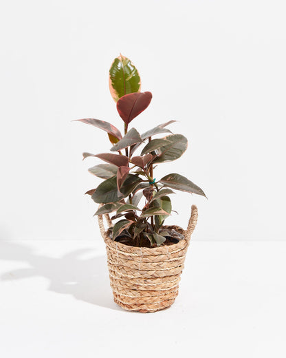 Ruby Rubber Tree Plant