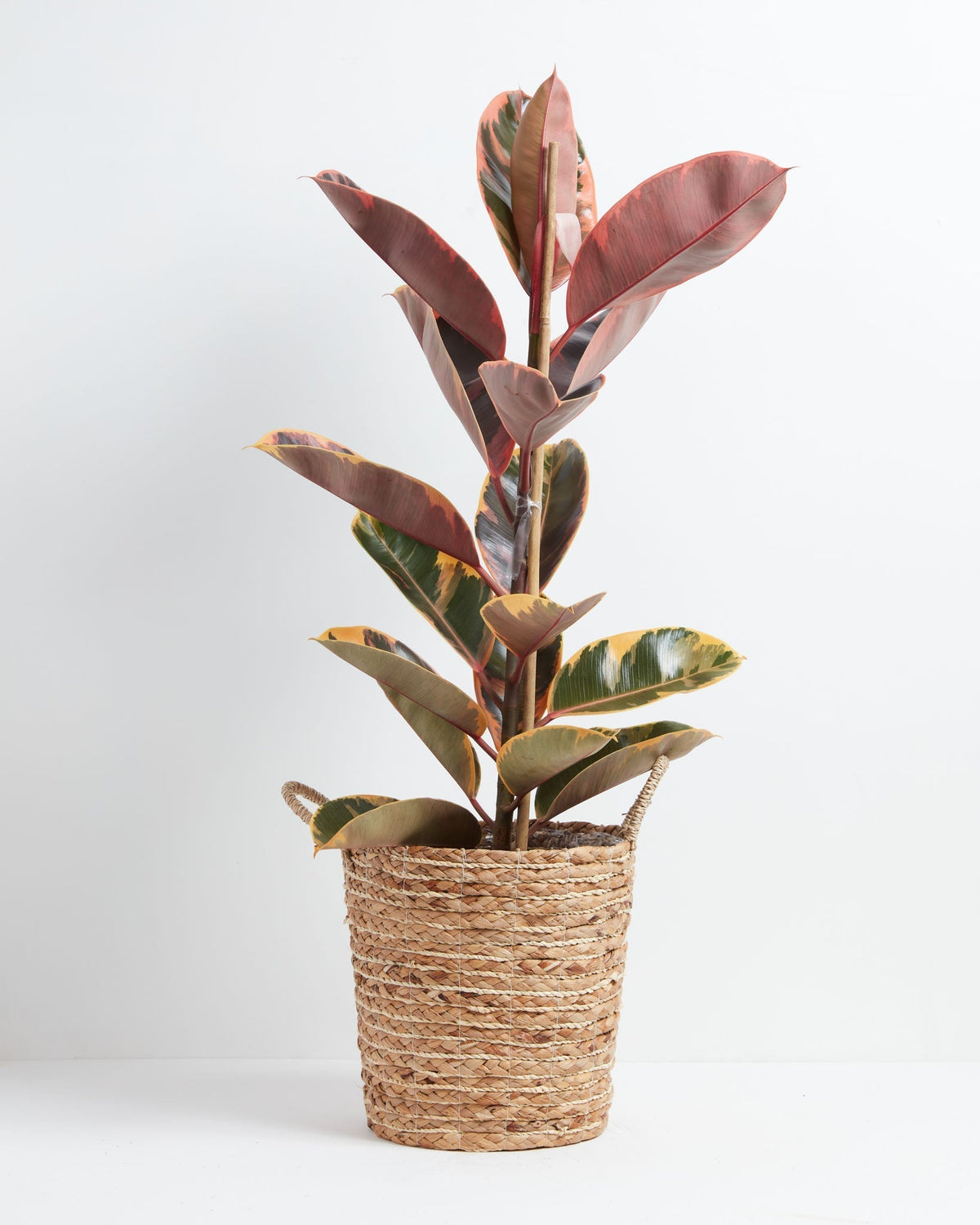 Ruby Rubber Tree Plant