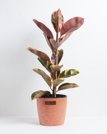 Ruby Rubber Tree Plant