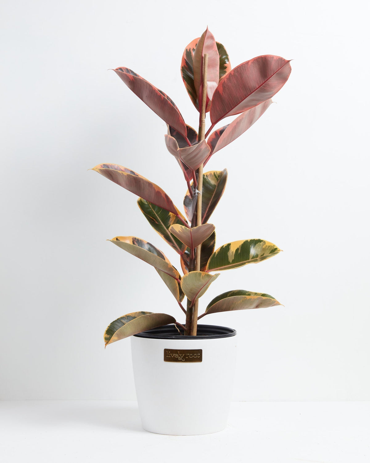 Ruby Rubber Tree Plant
