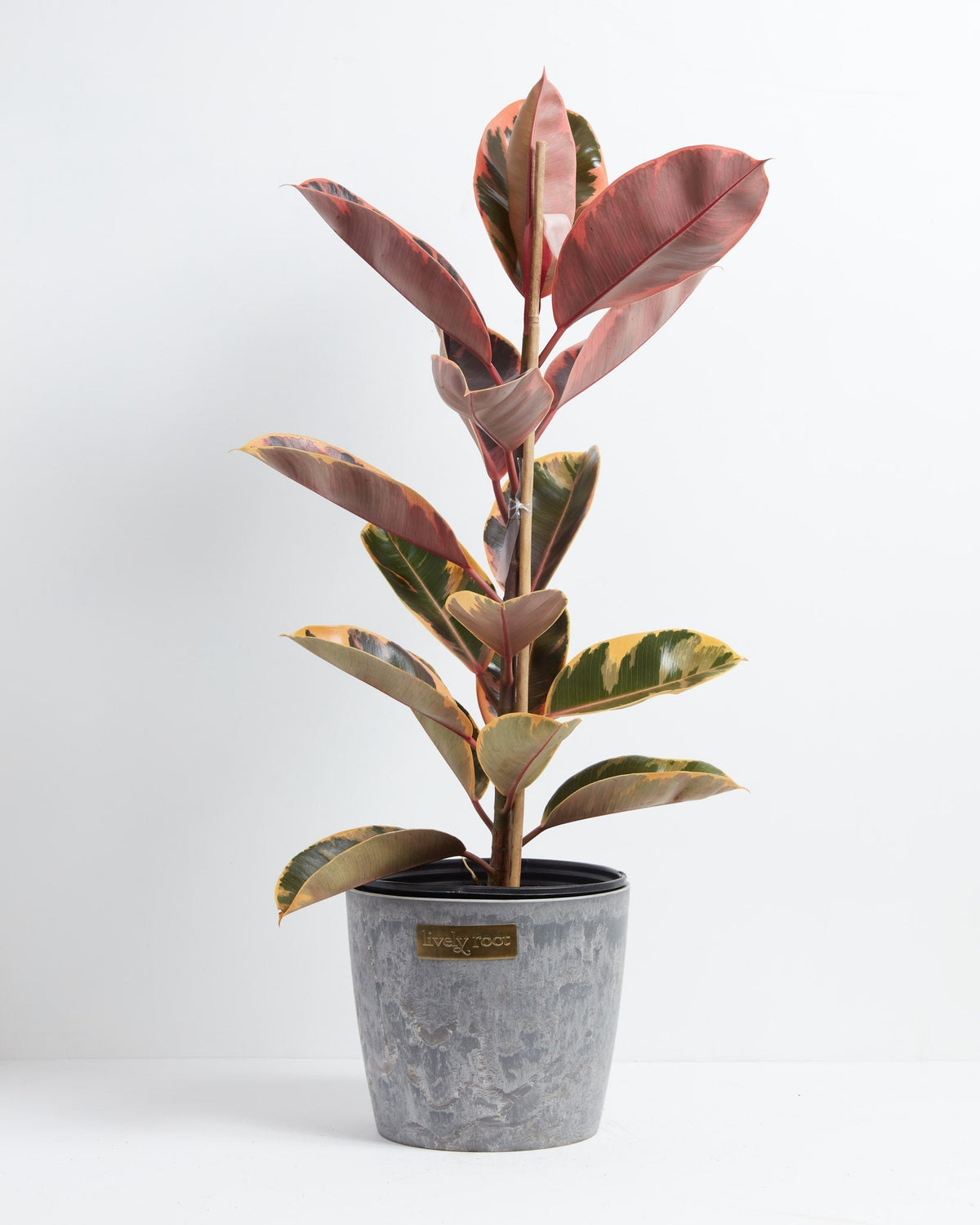 Ruby Rubber Tree Plant