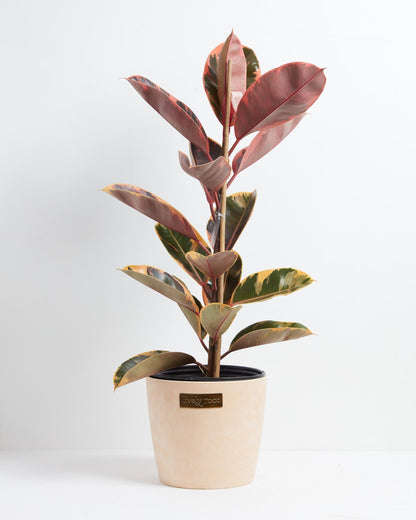 Ruby Rubber Tree Plant
