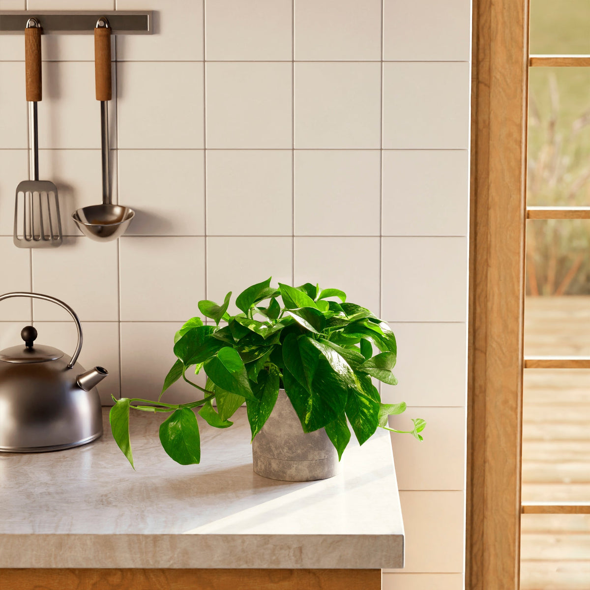 Golden Pothos Plant