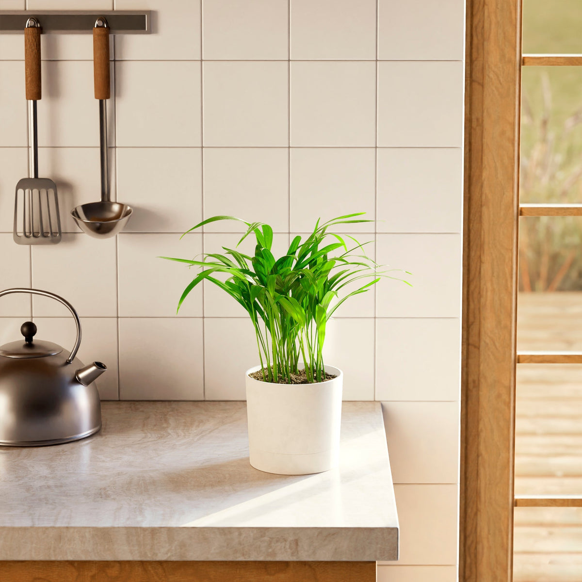 Areca Palm Indoor Tree