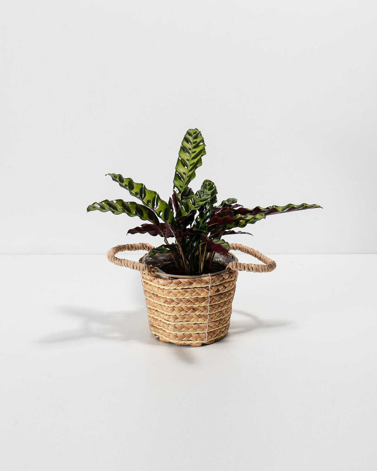 Calathea Rattlesnake